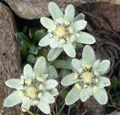 Leontopodium ochroleucum Beauverd - Эдельвейс бледно-желтый